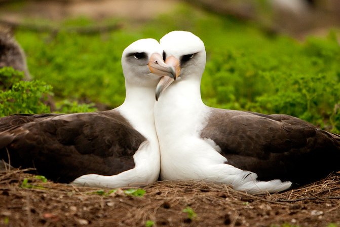 The Laysan Albatross. Find out about these loyal beauties and many others (including the meaning of love) in tomorrow's episode - love and monogamy! 💕🦢🐁👨‍❤️‍👨