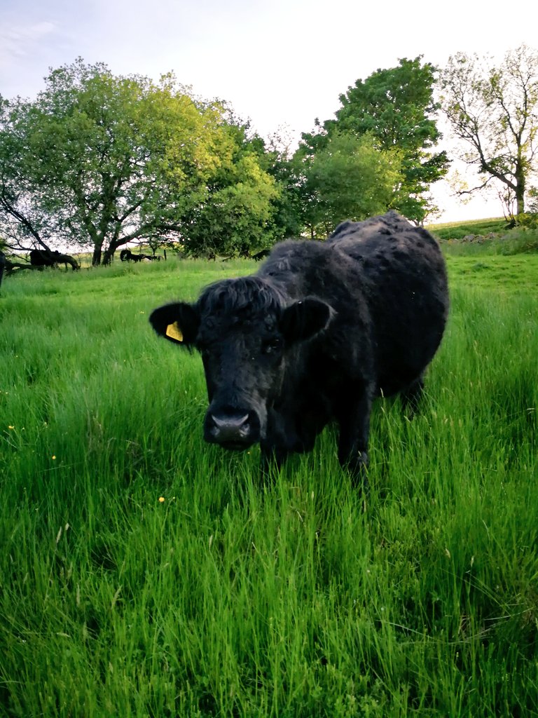 Rachel_LewisD's tweet photo. Our #NativeBreeds Welsh Blacks have transformed habitats at #yscoedreddfyn. Their future now at risk due to costly and burdensome all Wales #NVZ regulation.

Email MSs using @NFUCymru  ➡️ https://t.co/HSvoHbLVPq

#EnvironmentalSuccess #SaveOurSucklerCows
#grazingisamazing 🌸 💚 https://t.co/FHv4OyEO7T