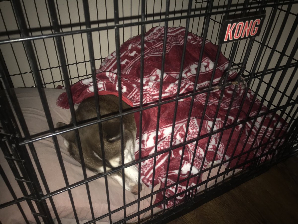 alex_schar's tweet photo. my husky hates the cold i have to beg him to go outside, with no power i had to make him a bed with a blanket https://t.co/nrKm0shJ3H