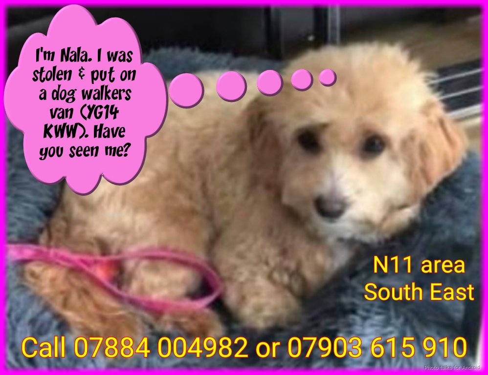 <a href="/Melina_Geo/">Melina</a> Where is Nala? Keep your eyes open! Is she in your neighborhood? Did anybody see her being dumped?