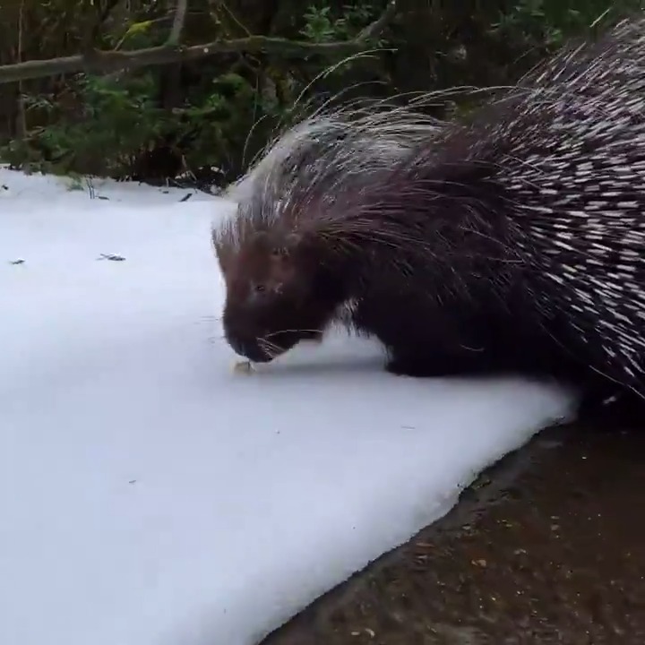 RT @OregonZoo: Nolina took a slushy snack-crunching adventure walk as Portland thaws out https://t.co/zTLSRCnX0k