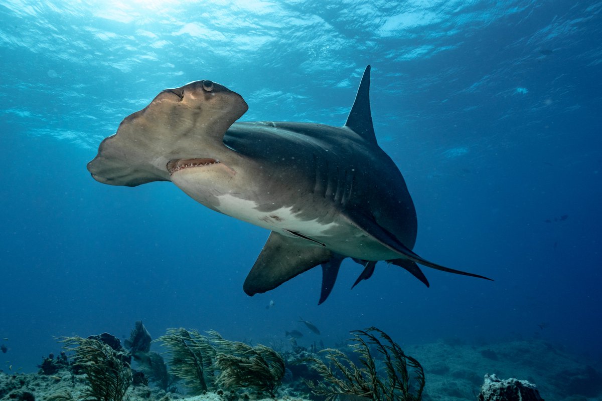 Sea_Legacy's tweet photo. 🔨Hammerhead #sharks have one of the most memorable faces in the whole #ocean — but did you know this isn't just for show? 

Their unique head-shape awards them hunting advantages, giving them increased agility, panoramic vision, and improved sensory capabilities. #oceanschool https://t.co/4PCJNcYff5