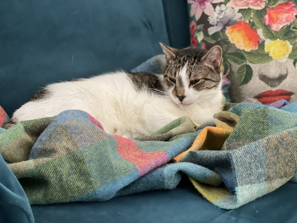 christylou tweet media