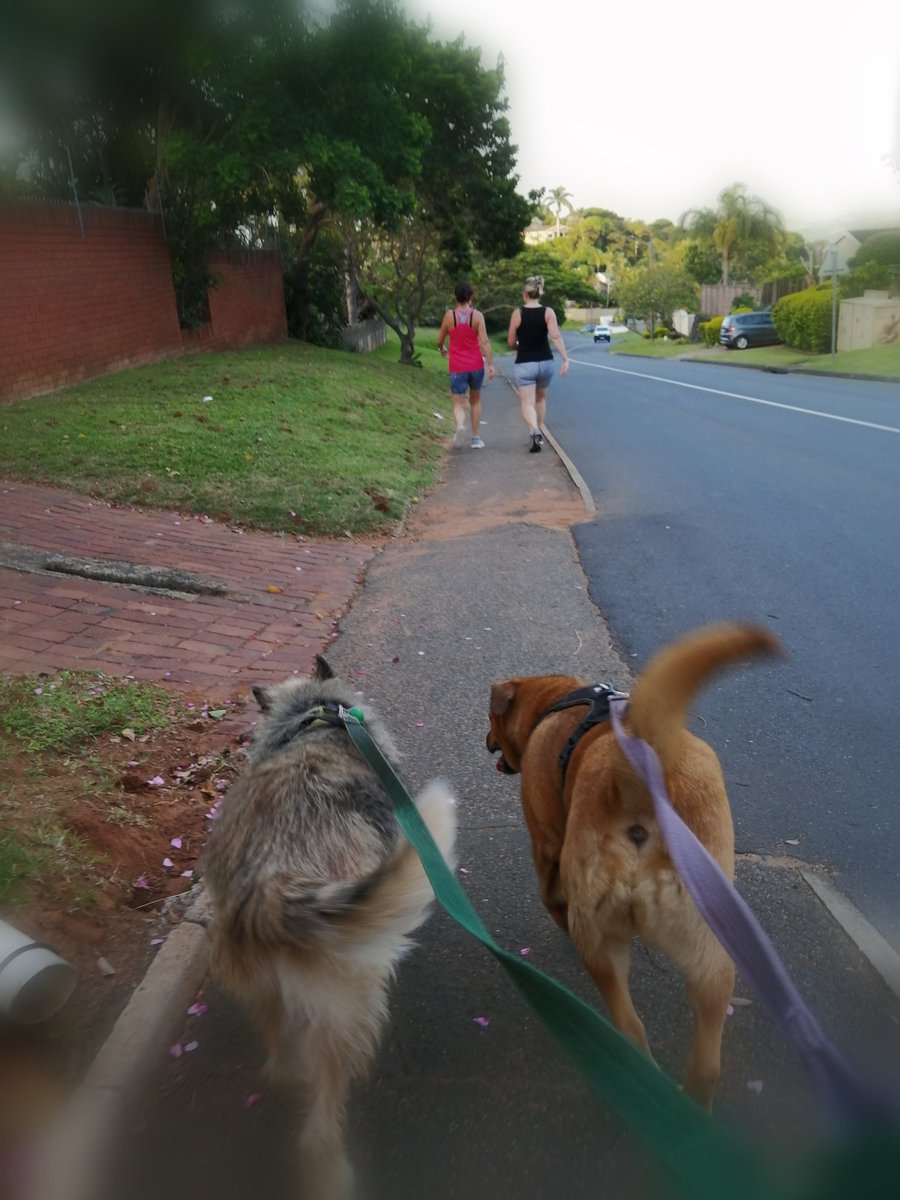 ladydebidebz1's tweet photo. #FollowMyLeader
#PawPatrol
🐾🐾🐾🐾🐾 https://t.co/jlAIsqTPkA