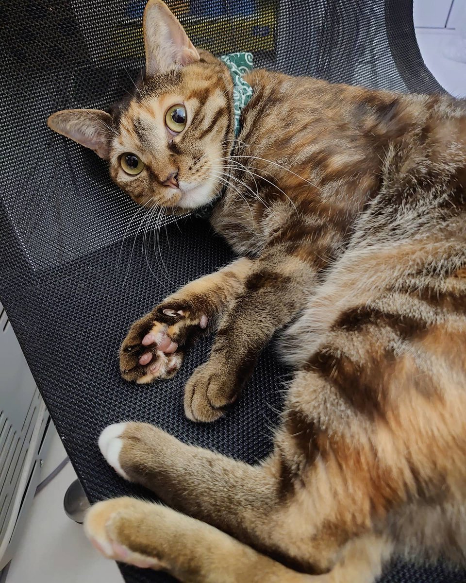 猫は室内飼いが安心だね