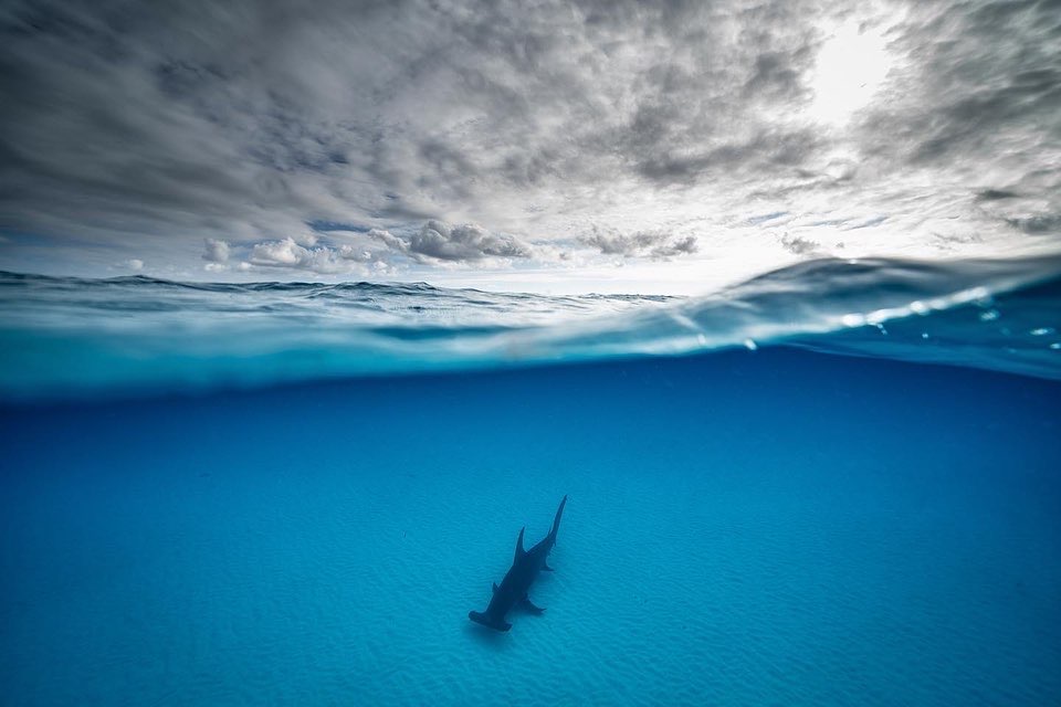 Sea_Legacy's tweet photo. #Hammerheadsharks are extremely vulnerable to overfishing and often end up as by-catch victims in longlines — an unfortunate tragedy that we can change by working together, educating ourselves, and being advocates for #sharks in #TheBahamas and around the globe! RT if you❤️🦈s https://t.co/L8yz37N1Uu
