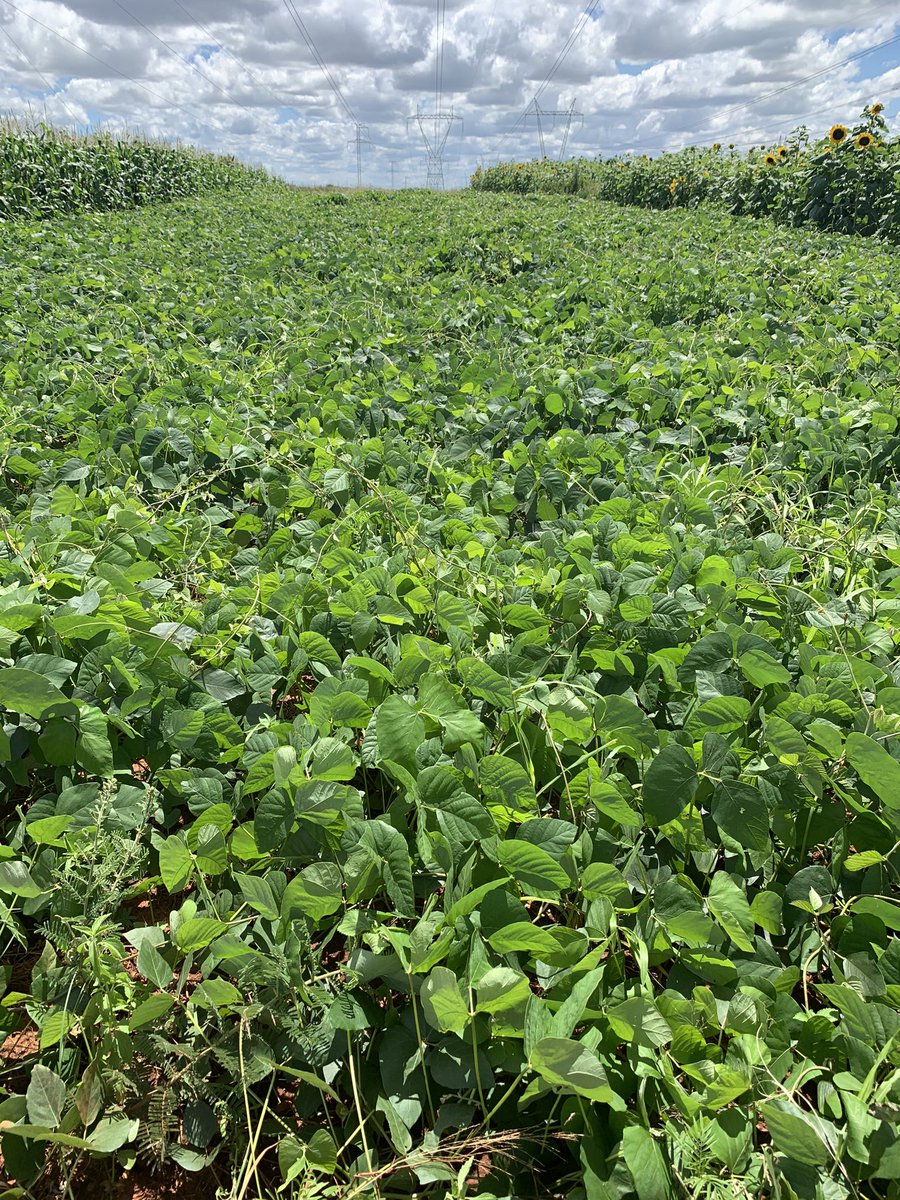 Bumper Harvest loading