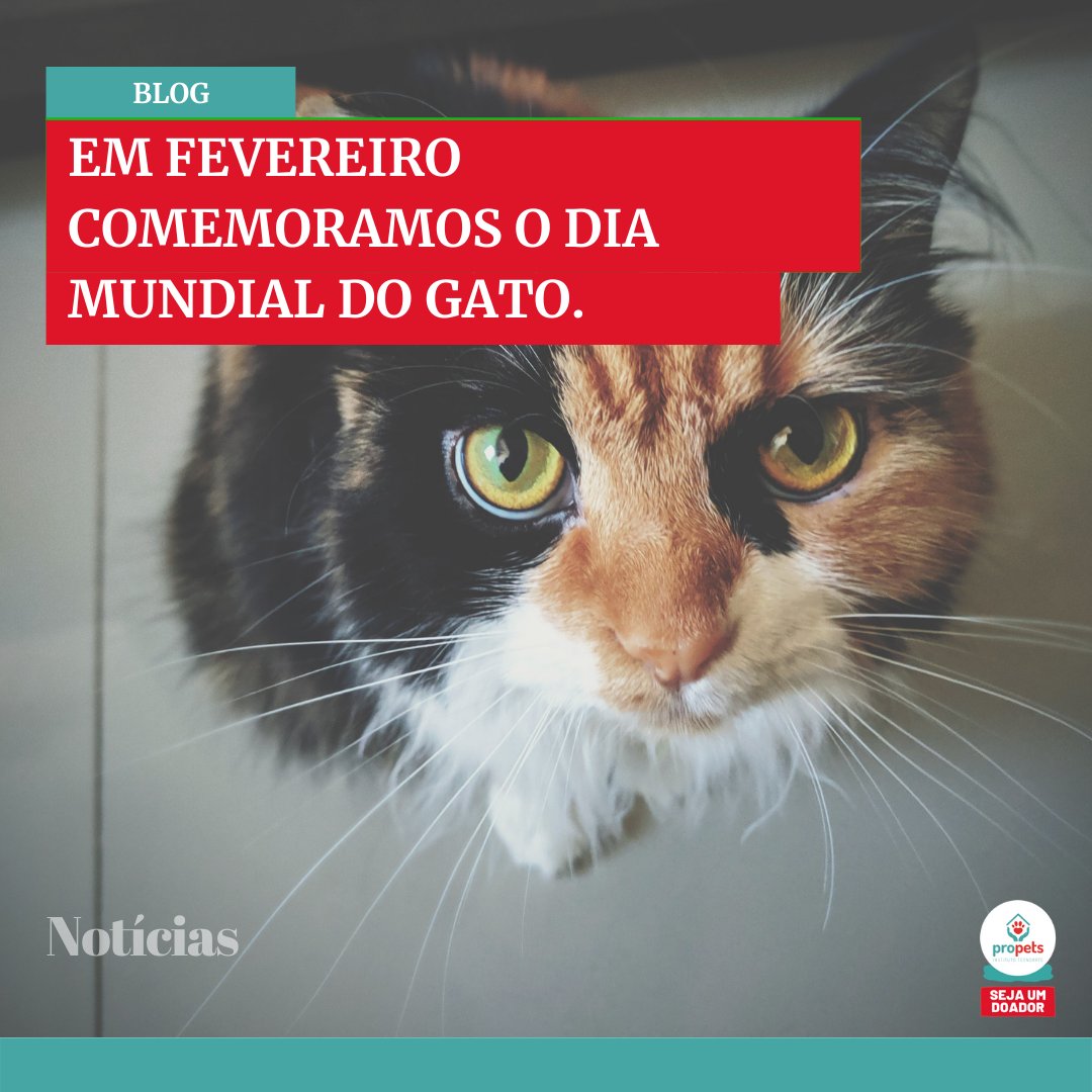 ProPets12's tweet photo. Você sabia que o Dia Mundial do Gato é comemorado em 17 de fevereiro? Confira neste artigo mais informações sobre como celebrar a data!
https://t.co/ALHUR0dw9L
#adoção #ong #animais #gato #cachorro #propets https://t.co/jbiqSRc2qG