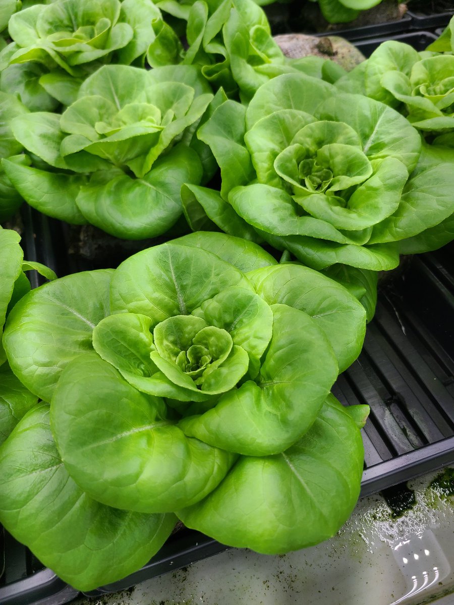 foodwinesun's tweet photo. Have you ever been to a VERTICAL farm? We had the opportunity to visit the only #organic vertical farm here in the US, @hardee_llc, on the @FlaFruitandVeg Farm Tour. It is an INCREDIBLY innovative &amp; sustainable way to farm! #whereyourfoodcomesfrom #FloridaAgriculture #hosted https://t.co/ZAxy2ha23i