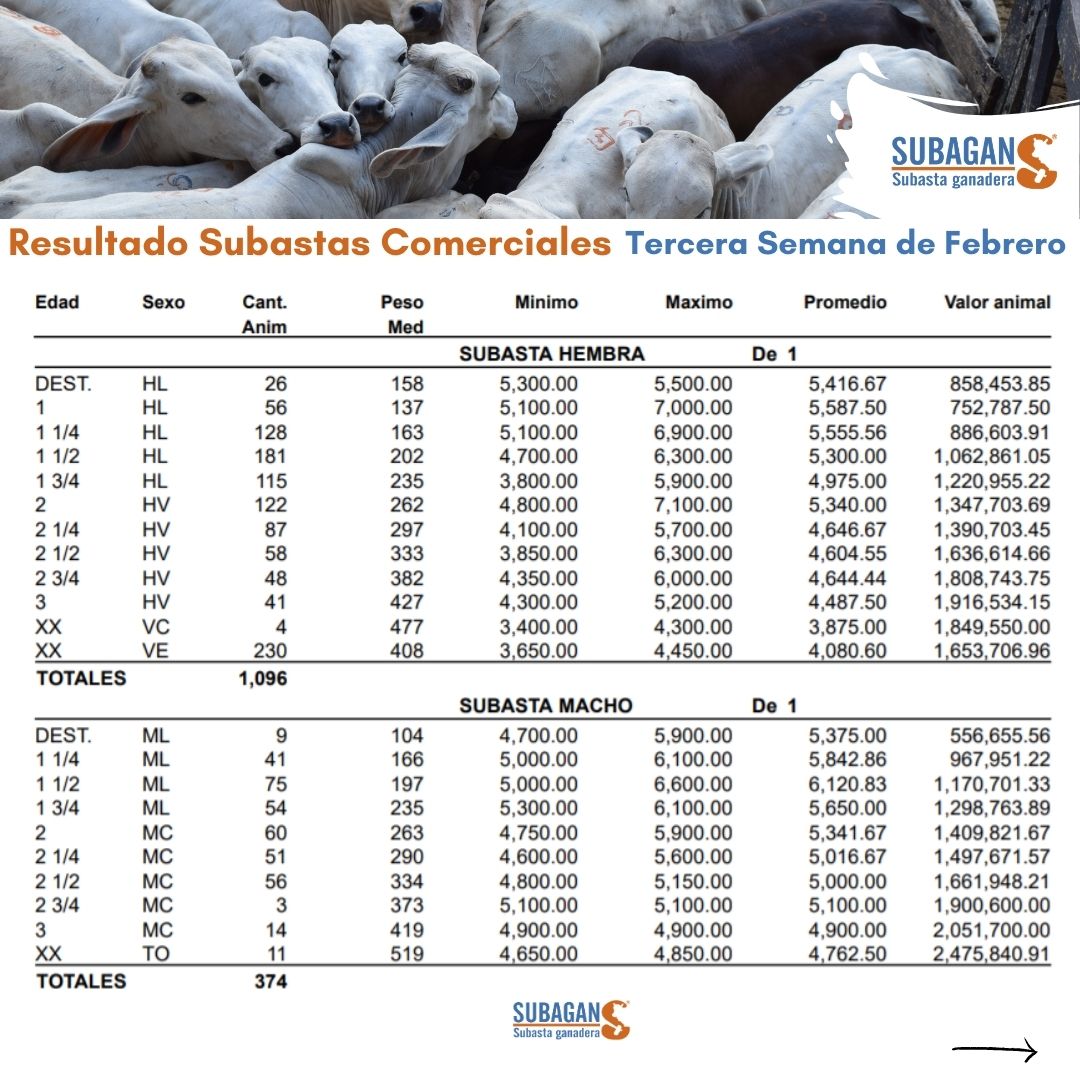 SubaganSA's tweet image. SEÑORES GANADEROS! 🤠 Les mostramos los resultados de nuestras Subastas Comerciales virtual y presencial/ tercera semana de febrero. ✅
.
Más información 📲3128420981 - 3145971155 – 3126918207

¡Feliz fin de semana! 🧡