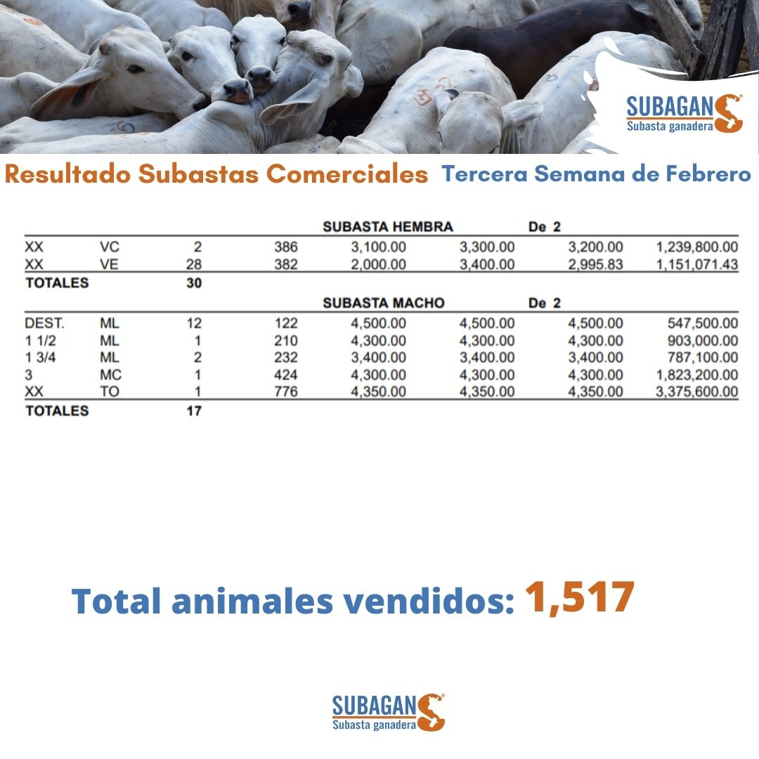 SubaganSA's tweet image. SEÑORES GANADEROS! 🤠 Les mostramos los resultados de nuestras Subastas Comerciales virtual y presencial/ tercera semana de febrero. ✅
.
Más información 📲3128420981 - 3145971155 – 3126918207

¡Feliz fin de semana! 🧡