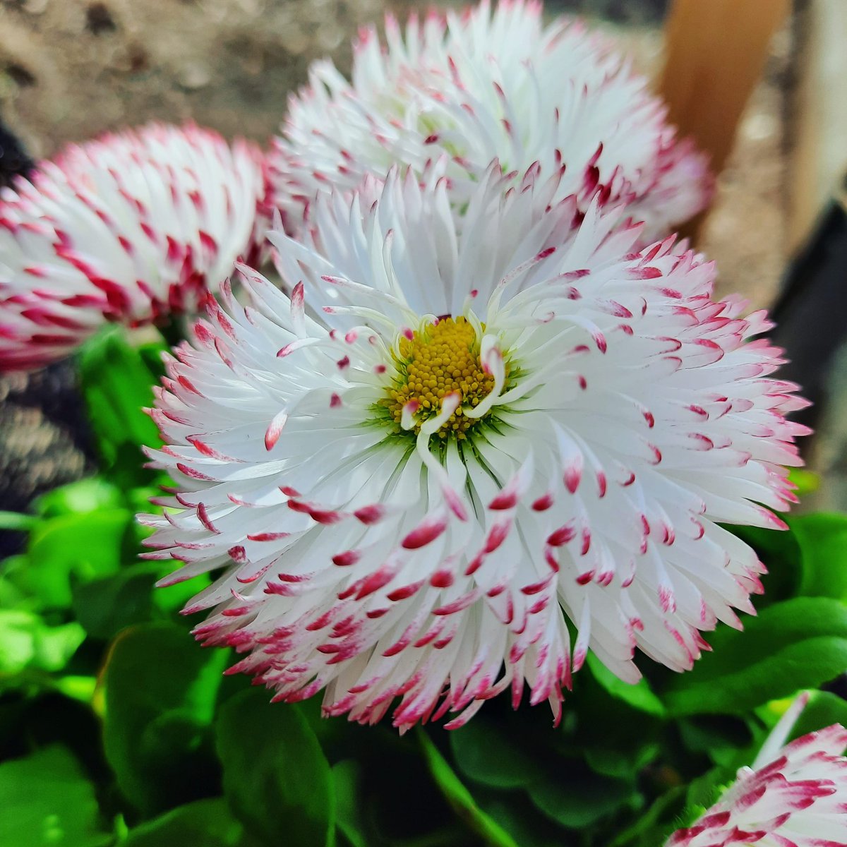 RuralRelatively's tweet photo. I couldn't resist getting this gorgeous  flower from the nursery. #Flowers #spring #gardening https://t.co/P72EKuE6ip