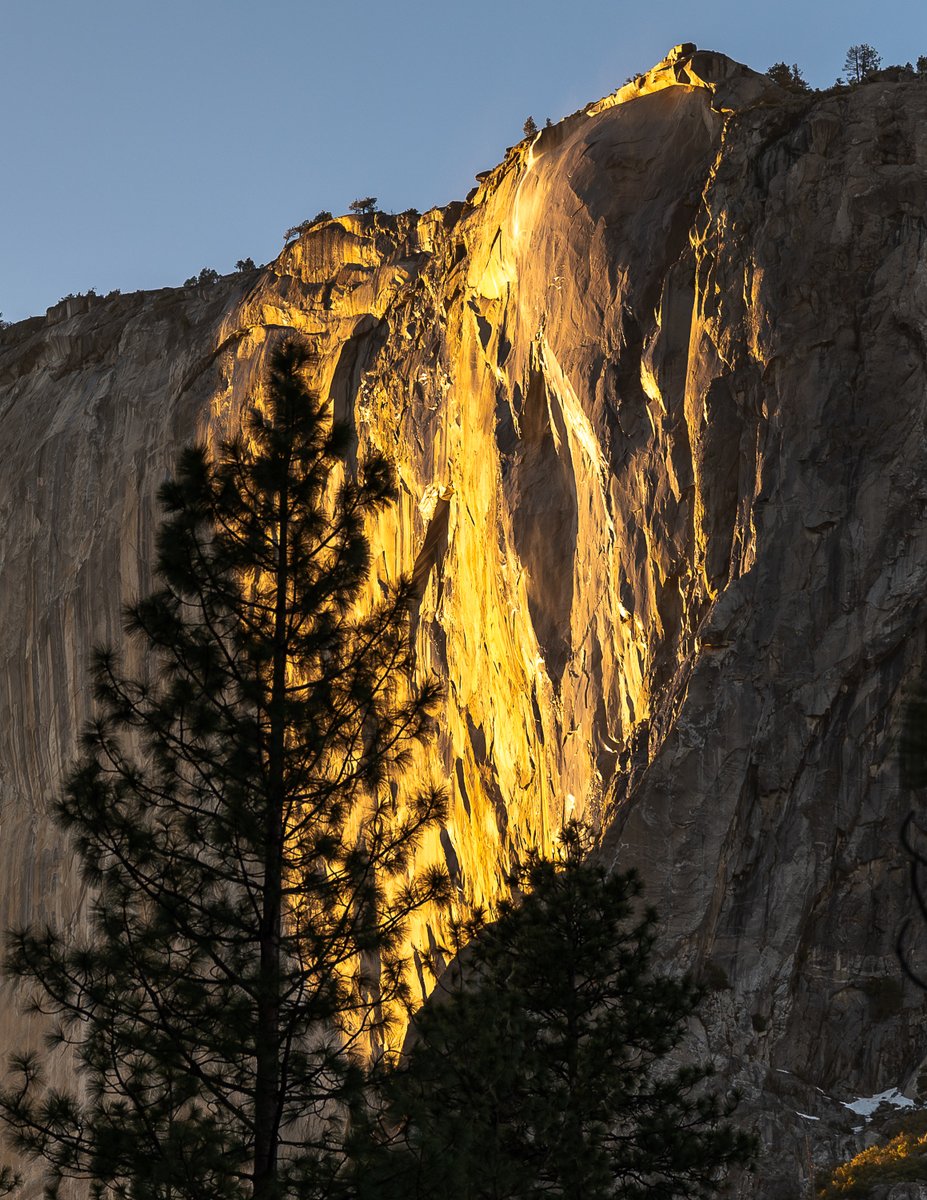 Horsetail fall at sunset with sunlight illuminating the cliff and a pine tree in the foreground.