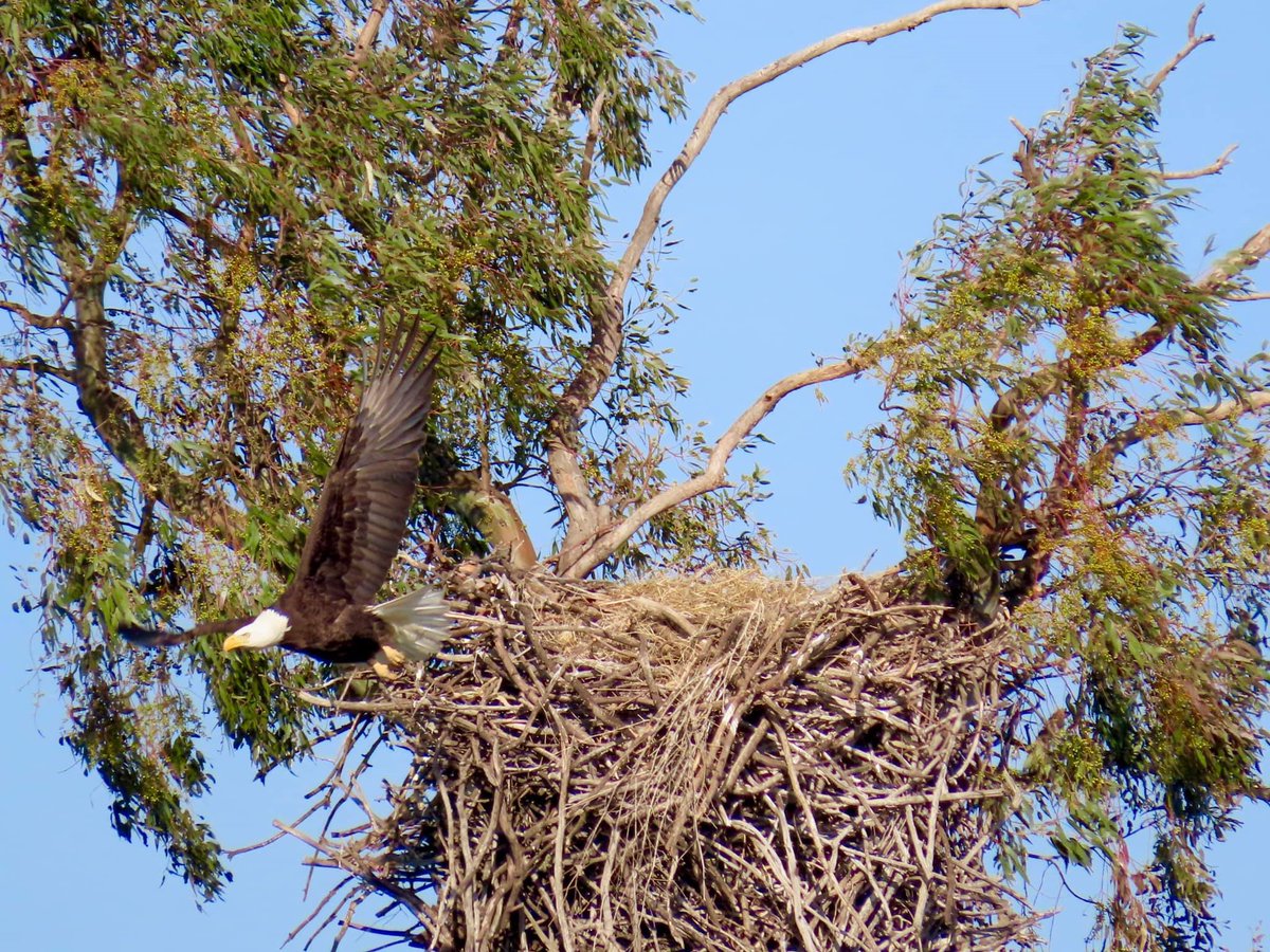 These bald eagles have been spotted nesting at Ramona Grasslands Preserve this morning! 🦅
Photos by Joe Cortez