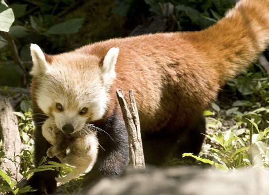 Red Panda Network Dyk It S Mating Season For Wild Red Pandas Babies Are Born In June September Like Many Carnivores Red Panda Mothers Carry Cubs In Their Mouths When The Mother