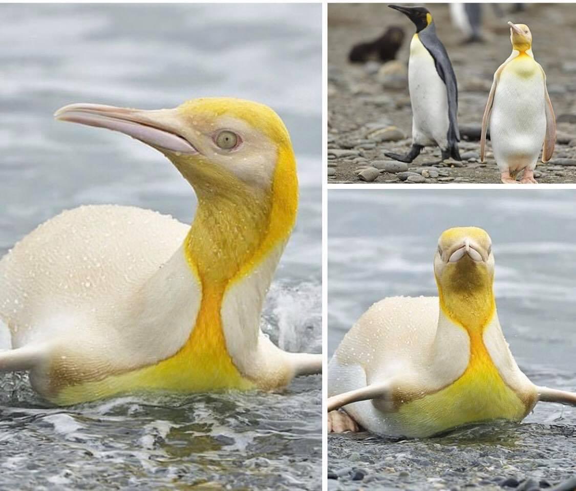 HayQueSaberlo's tweet photo. Por primera vez en la historia, fotografían a un pingüino amarillo en una isla ubicada al sur del Atlántico.
El fotógrafo de animales silvestres, Yves Adams, encontró al inusual animal junto a una colonia de 120.000 pingüinos reyes. https://t.co/gSC1V0aSX8