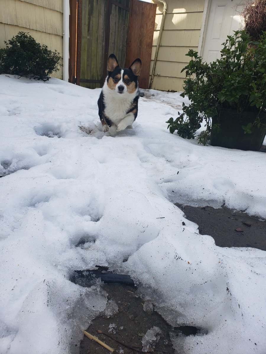 lucithecorgi's tweet image. coming to give you kisses!