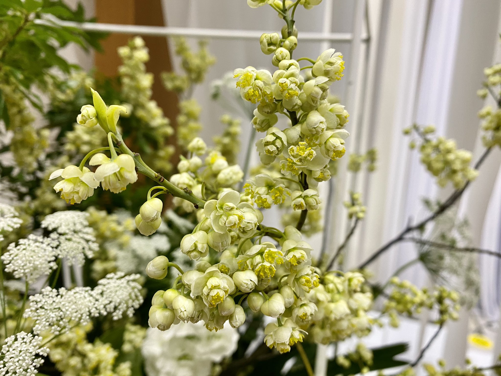 蓬莱大介 本日のウェークアップのお花 青文字という花がポイントです 花がひらくまでは丸い きょうは綺麗にパカっとひらいています T Co L7gpftgndo Twitter