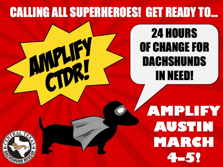 CTDR's tweet image. It’s almost that time again &amp;amp; by that we mean AMPLIFY CTDR time! Amplify Austin starts March 4th. BE A SUPERHERO and help doxies in need throughout Central Texas.  #CTDR#amplifyCTDR#24Hours#Give tinyurl.com/AmplifyCTDR2020