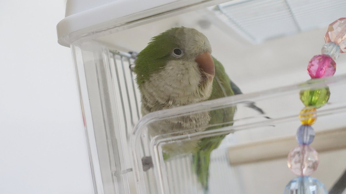 インコ生活 悲報 Teamsテレビ会議のノイズキャンセリング機能が インコのおしゃべりをノイズではないと判定 以前インコの 鳴き声は Teamsのノイズキャンセリングでカットされると紹介しました しかし リモート会議でうちの子があまりにおしゃべり