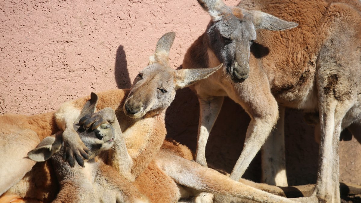 富士サファリパーク公式 強い日差し が眩しかったのか 仲間の目を隠してあげる カンガルーの優しさ アカカンガルー 快晴 T Co Mluvthtmlz 富士サファリパーク公式 強い日差し が眩しかったのか 仲間の目を隠してあげる カンガルーの優しさ アカカンガルー 快晴 T Co Mluvthtmlz