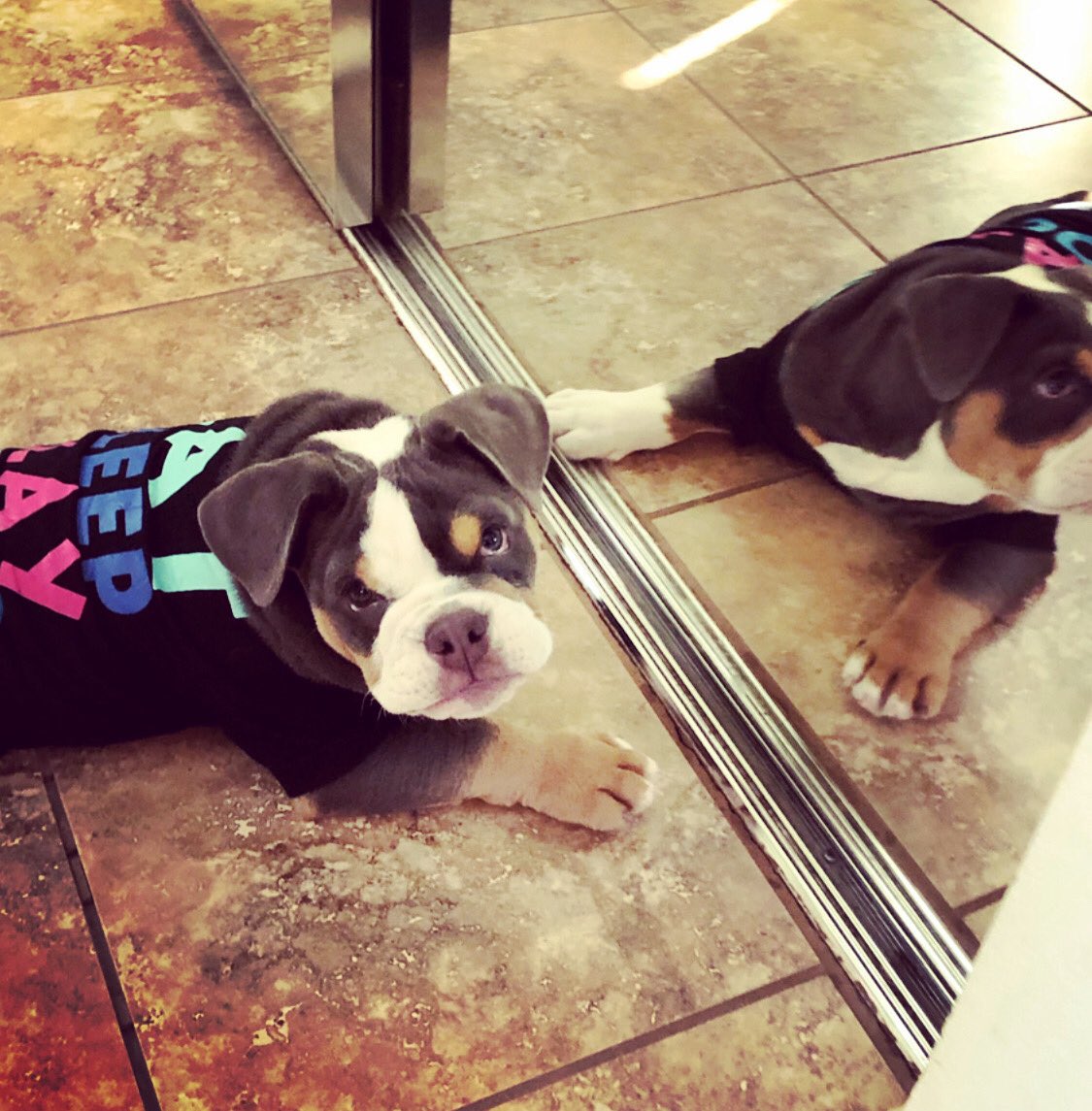 CoachMoe15's tweet photo. @gigi_sims_the_bulldog #englishbulldog #englishbulldogsofinstagram #englishbulldogpuppy #englishbulldogs #englishbulldogsofig #englishbulldogpuppies #englishbulldoglovers #englishbulldoglife #englishbulldogcommunity #englishbulldoglover #dog #dogsofinstagram #dogsofinsta #dogs https://t.co/Be89IfKud8
