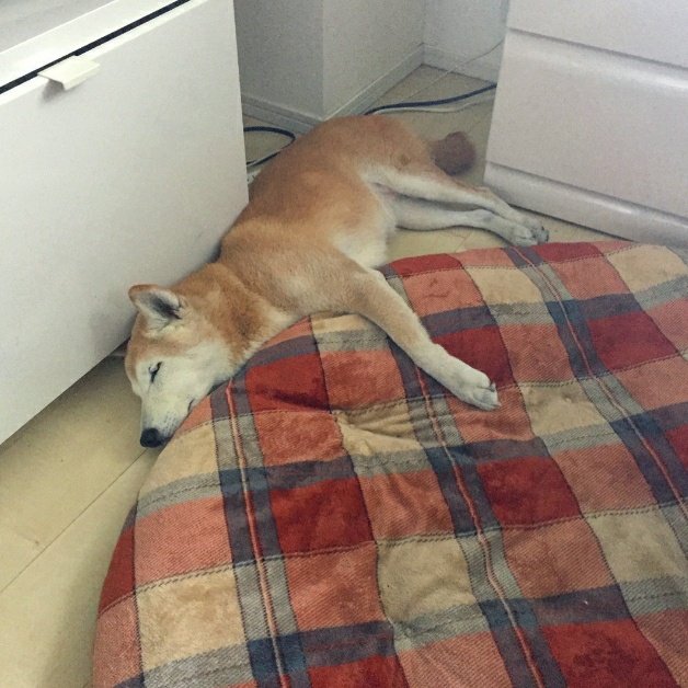 SoodamiB's tweet photo. [Actualización de Léa en FanAdds]

-LOCKEYs, este fin de semana es genial.☀️ Quiero que veas la foto que me envió mi madre hace unos días 📷 Mi familia 🐶🥺-

LOCKEYS LOVE PEACE

#SECRET_NUMBER #LÉA #lockeysproudwithsn https://t.co/gGI0xkEIuA