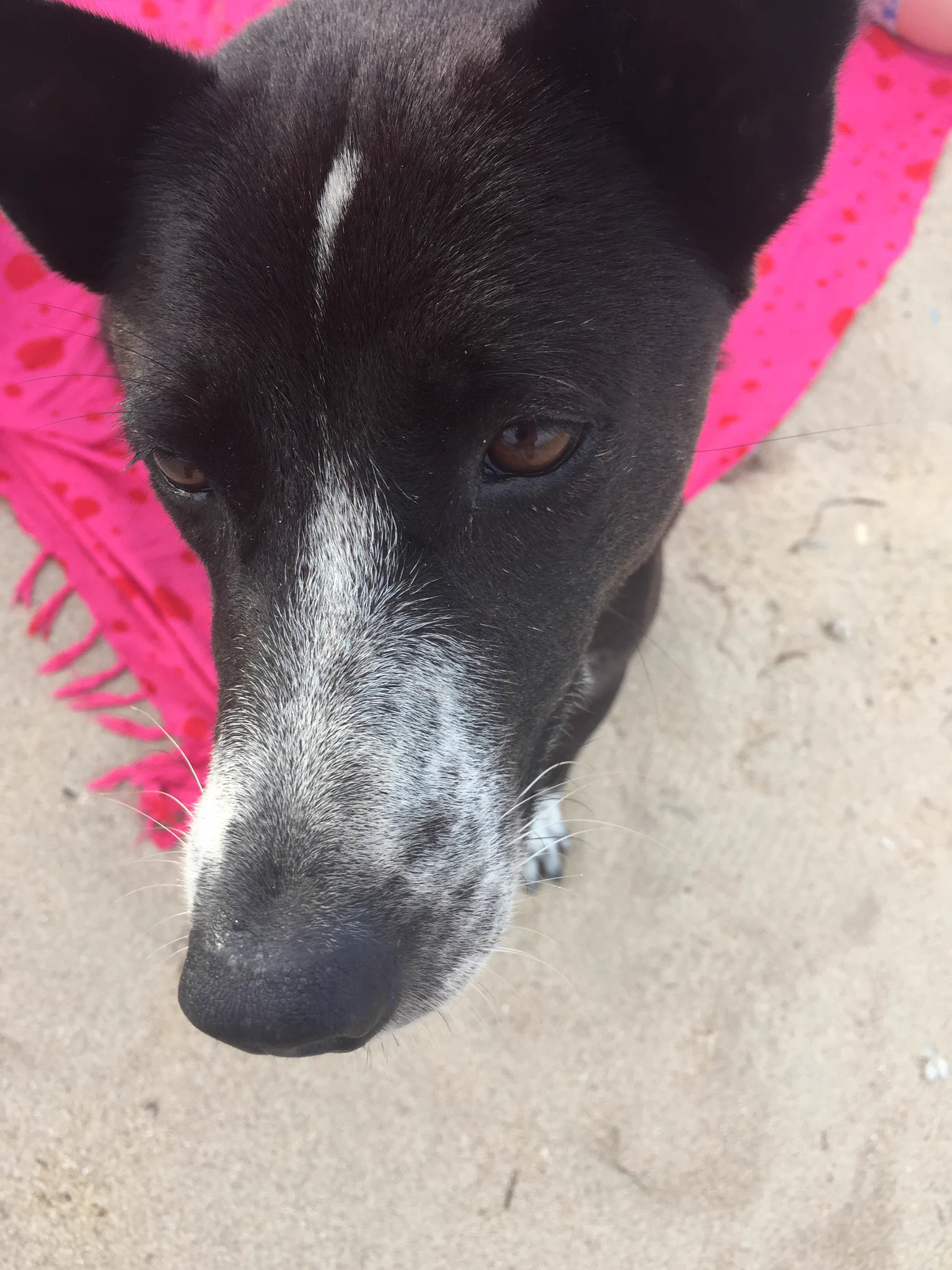 @ririka_rrk ツイート拝見して、バリ島大好きなので懐かしさと愛しさが溢れすぎちゃってリプしてしまいました…！
スミニャックは本当に大好きな土地で、ビーチには相棒の犬がおりますし早く会いに行きたいです😂
そしてもうすぐニュピですね。 