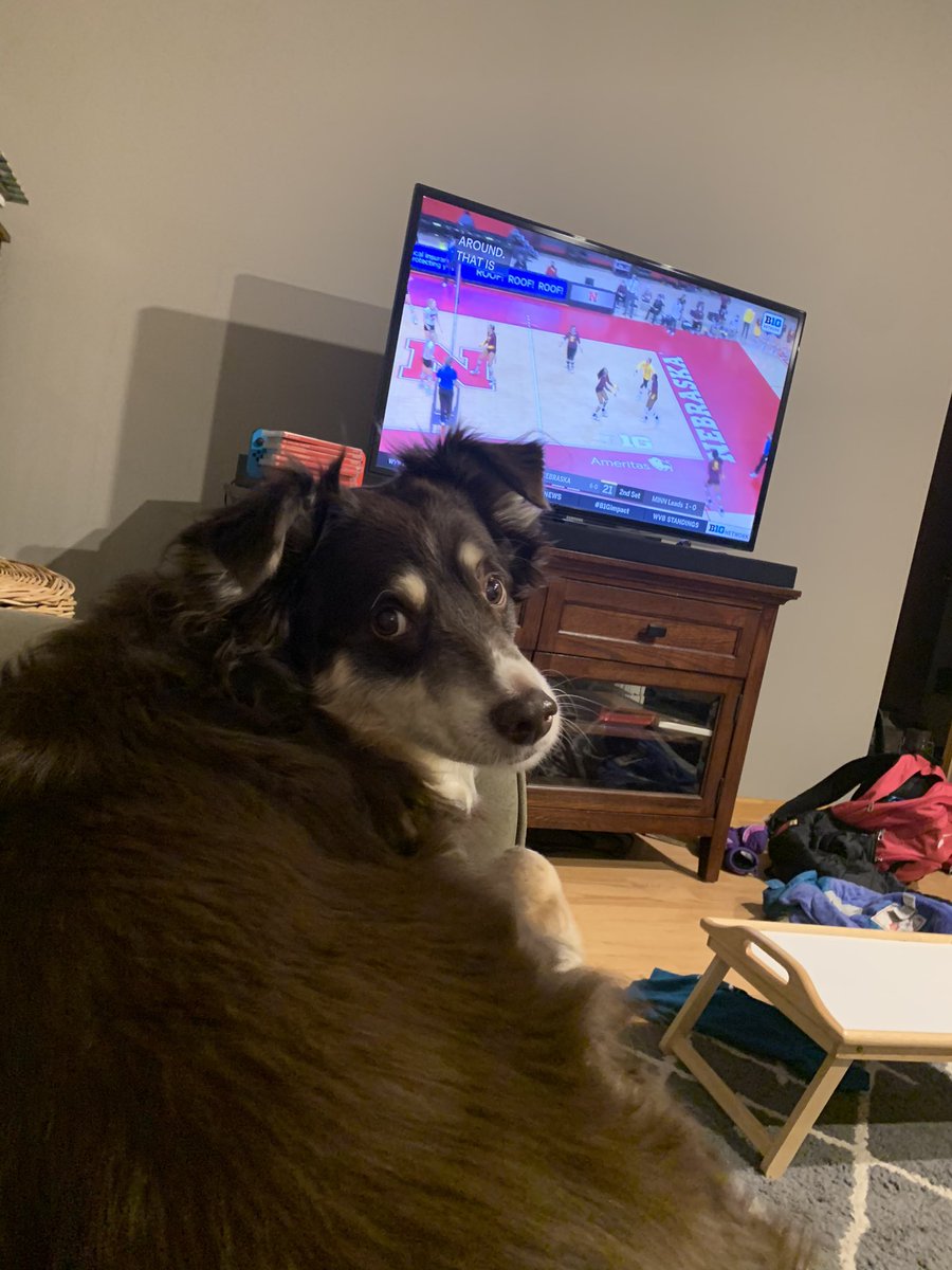 JodiMelissa4's tweet photo. Calvin is looking a little worried after set 2, but we’re confident the Gophers will come away with the win tonight! 🏐🐿 #B1GBlockParty https://t.co/zEr6gPkxxl