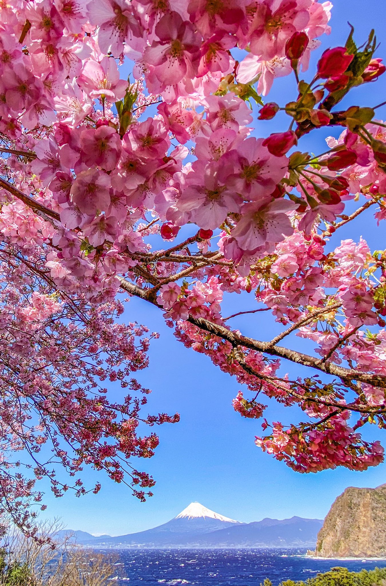 Take 富士山と桜 縦位置 待ち受けにどうぞ T Co 4ypkk0xe1j Twitter