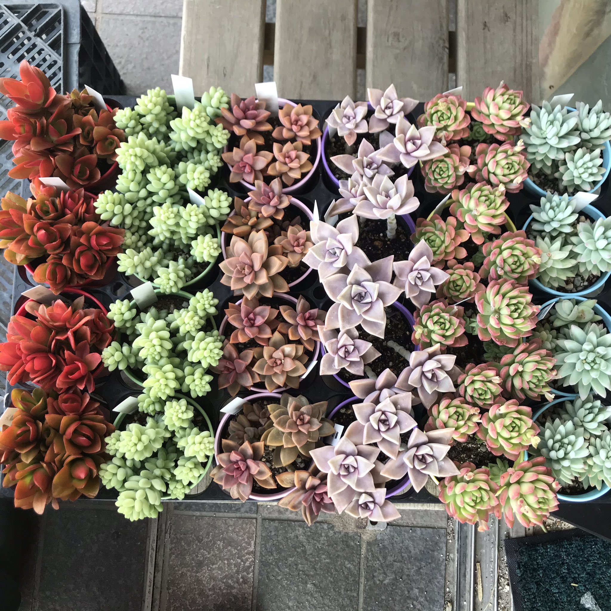 名古屋の花屋 グリーン フラワー ミント 名古屋市東区の花屋ミントです きれいな色の多肉植物が入荷しました 6種類あります 名古屋 花屋 多肉植物 T Co T7qhqqd7in Twitter 名古屋の花屋 グリーン フラワー ミント 名古屋市東区の花屋ミントです きれいな色の多肉植物が入荷しました 6種類あります 名古屋 花屋 多肉植物 T Co T7qhqqd7in Twitter