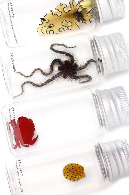 液浸標本のtwitterイラスト検索結果