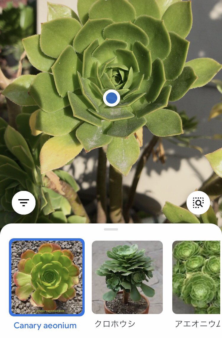 クロホウシ Twitter Search Twitter