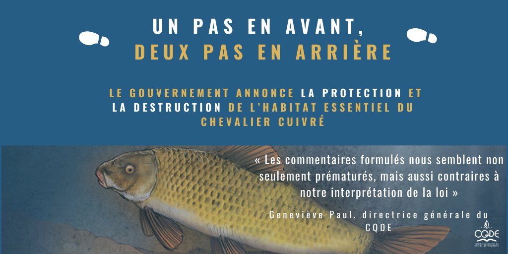 Bien que nous soyons très satisfait·es de la publication du projet d'arrêté ministériel visant la protection de l'habitat essentiel du #ChevalierCuivré, les commentaires accompagnant le texte nous préoccupent grandement.

Notre communiqué 👉 bit.ly/3qBUjcR