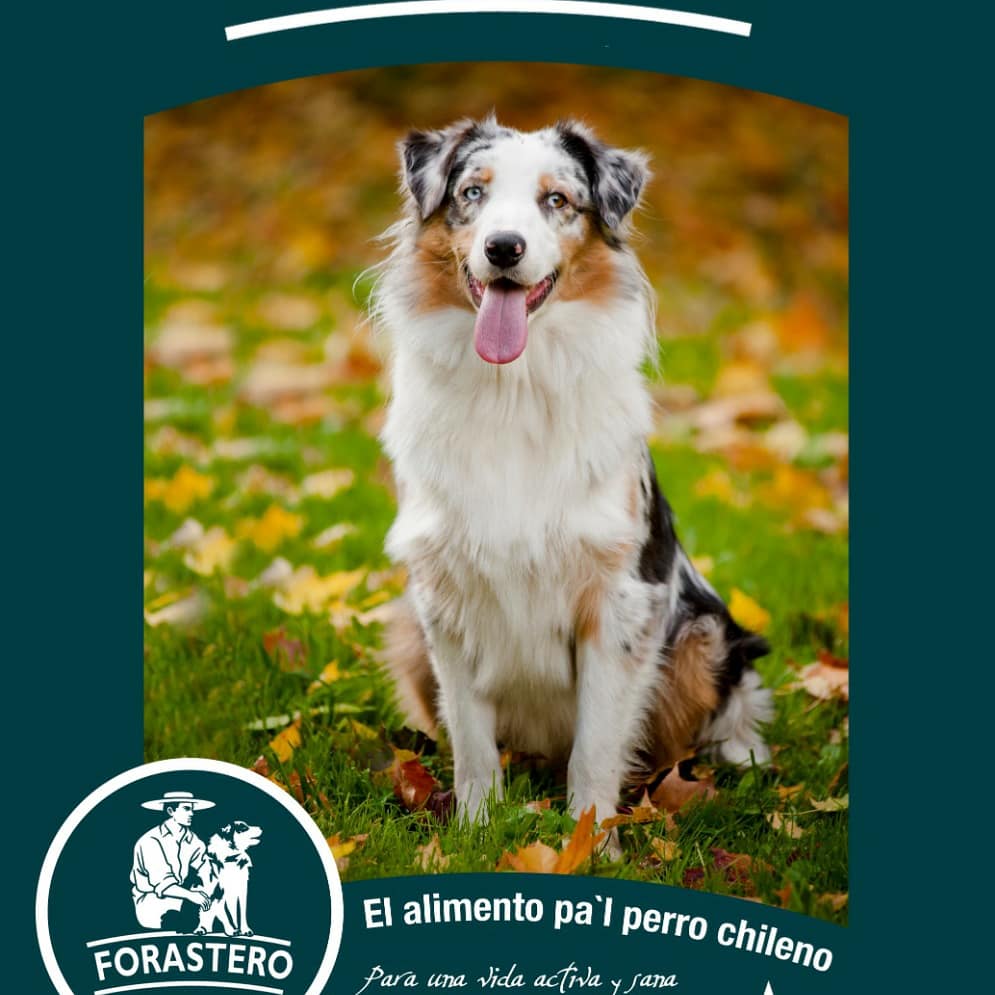 MILTONDIAZB's tweet image. Vendimos todo de la primera compra.  Muy felices ,próxima semana comprar más de la primera compra para ir creciendo,  paso a paso ! #Forastero #NutricionAnimal #BordePirque 🙏🚚🐕🐴🐄🐑❤