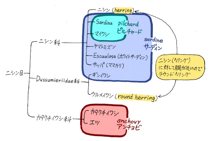 訂正版。ニシンはサーディンじゃない。 #イワシ #herring #pilchard #sardine #anchovy  