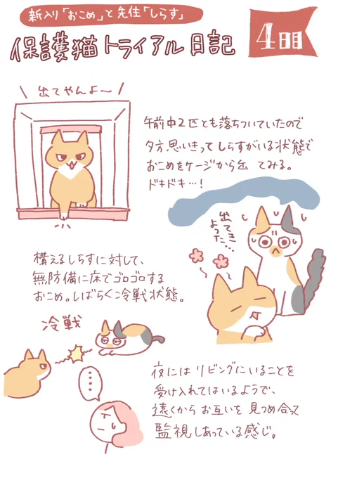 保護猫トライアル 4日目ヤキモチと警戒に忙しいしらすと、グングンくるおこめ。 #おこめトライアル日記 