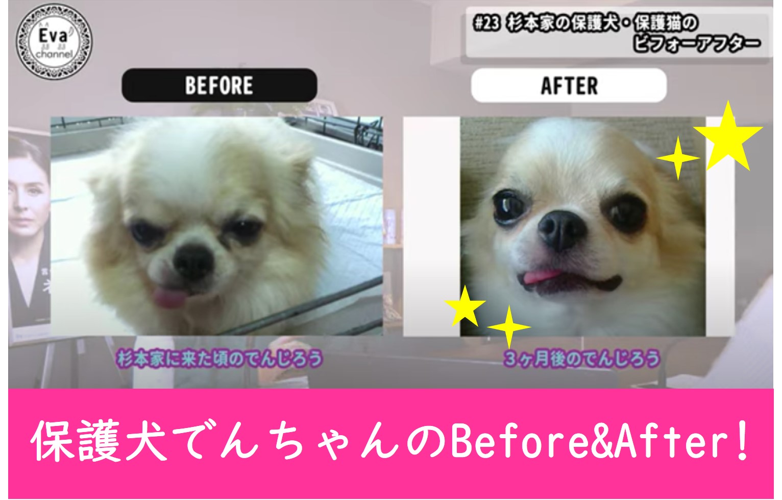Eva T Co 7epdyrkfqz Evaチャンネル第23回目は 保護犬 保護猫のビフォー アフター です 杉本家のでんちゃんのキラキラ輝く瞳をぜひご覧ください 保護犬ビフォーアフター 杉本彩 T Co Iqkpfcvqya Twitter