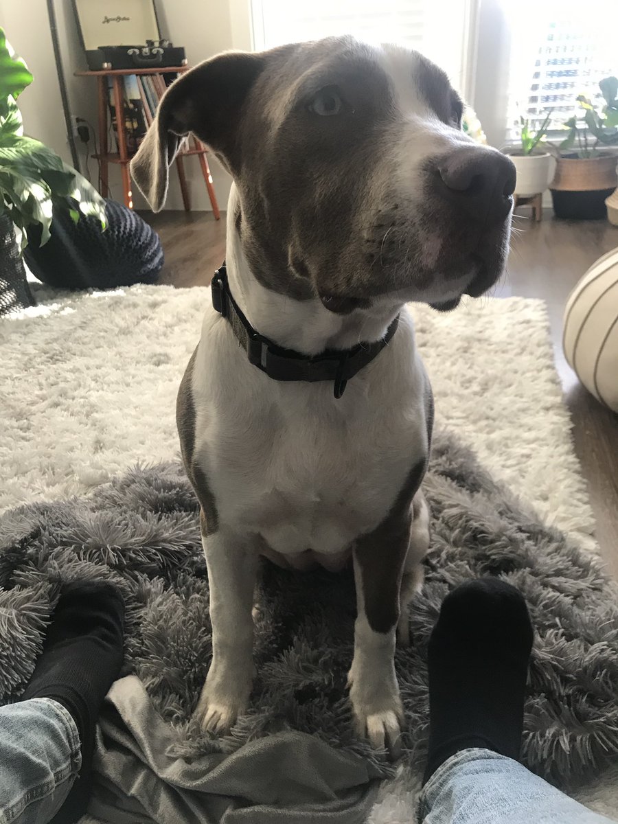 alcaprari23's tweet photo. ‼️PLEASE SHARE‼️

Our KXAN photographer rescued this puppy from the freezing cold near RM 620 in Steiner Ranch just west of RM 2222. The dog is collared but no information on it. Not microchipped.

Please reach out if you recognize her!! We want to reunite her with her family!! https://t.co/hO3wK0ZSaO