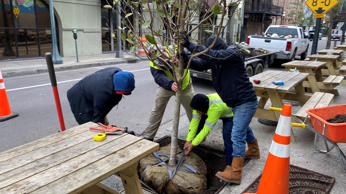 A chilly winter day doesn't keep our BID Services team from replacing trees damaged during Hurricane Sally. When summer arrives, the canopy will provide some shade for customers of <a href="/LoDaBier/">Loda Bier Garten</a>. #beautifyingdowntown