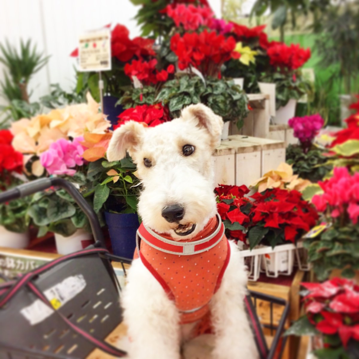 以前のアカウントがなぜか凍結されてしまったため、
新しいアカウントを作りました。
異議申し立て中ですがいつ解除されるか分からないのでこちらをフォローしてくださいどうぞよろしくお願いします🙇‍♂️
（よかったらこの投稿をリツイートしてください🙏）