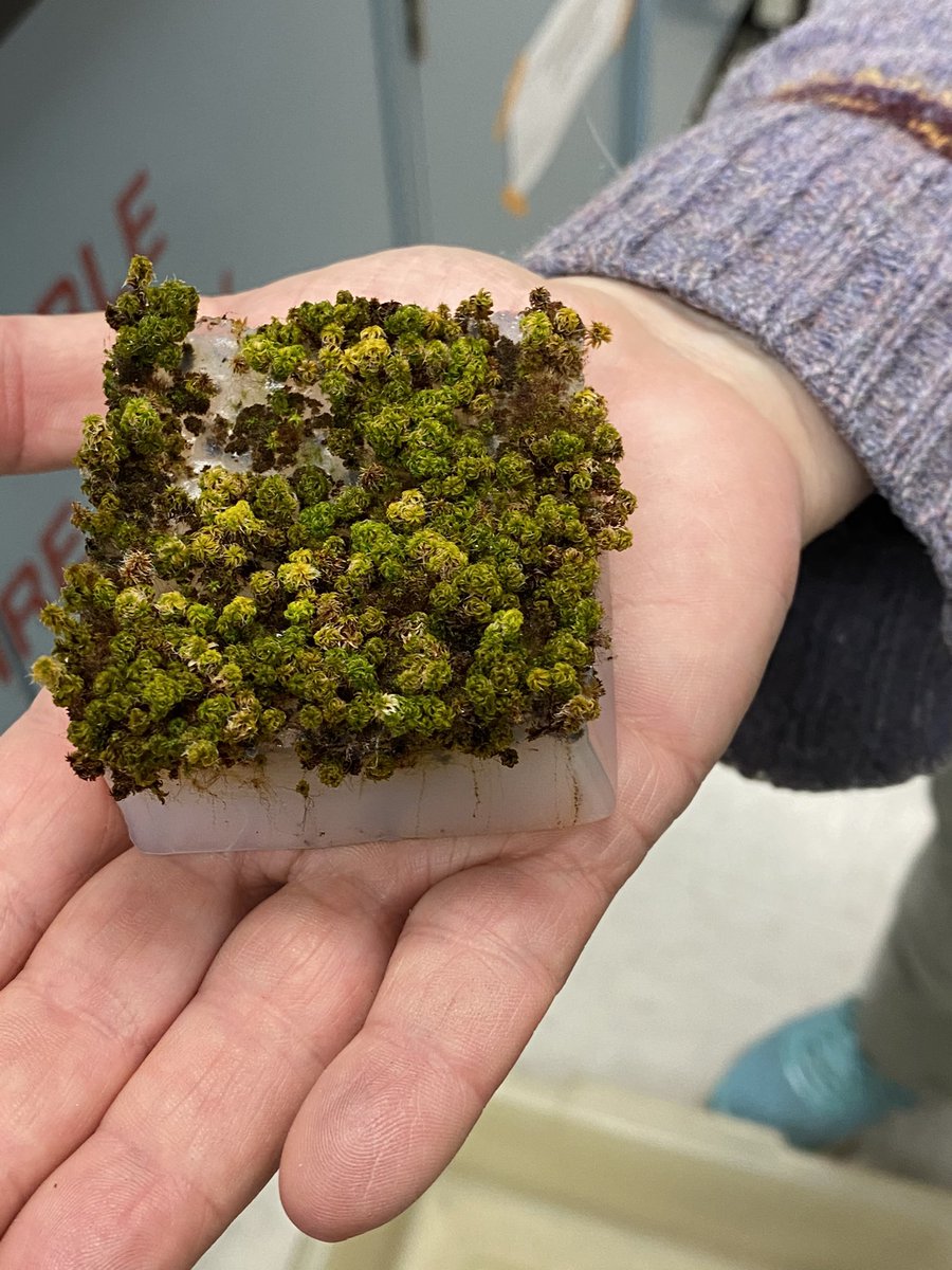 Bryophyter's tweet photo. I’m absolutely mesmerized by this tiny forest 🌳🥰 https://t.co/kBa6bGCx3T