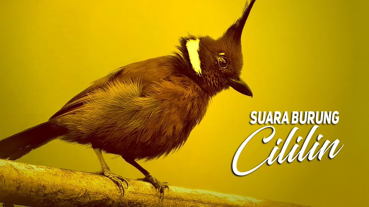 Download Suara Burung Cililin Gacor Ngeroll Panjang: Burung Cililin merupakan burung kicau yang mempunyai suara panjang dan keras. Bahkan dapat menjadikan telinga kita sakit sebab suaranya yang […] dlvr.it/Rt4x1G