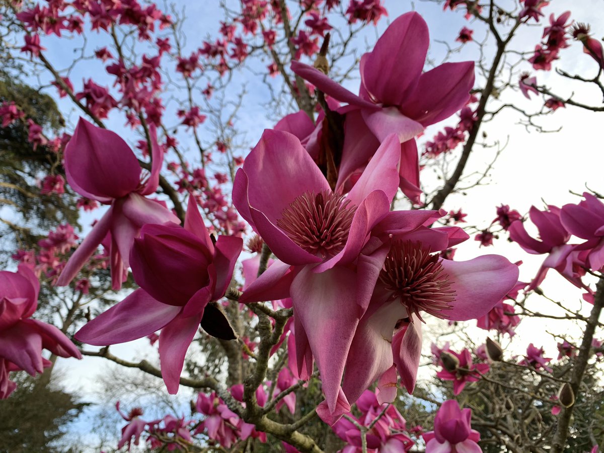 Hey, what ya doin this weekend?
💗🌸✨💗
#peakbloom #magnificentmagnolias #sfbotanicalgarden #magnoliacampbelliidarjeeling