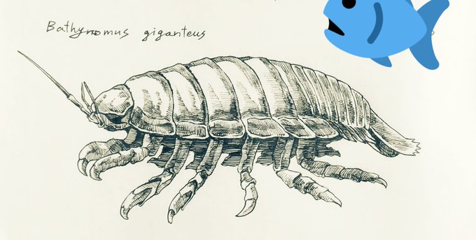 ダイオウグソクムシのtwitterイラスト検索結果