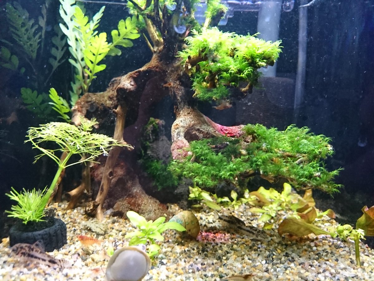 おーきさん 明日ベタが５匹届くの楽しみ 全部レッドドラゴンw 既に３匹いるのでレッドドラゴンばかり８匹になっちゃう でもいいの だって好きなんだもの D 写真はまったく関係ない海老とコリドラスと流木の水槽 マツヨシワールドさんの