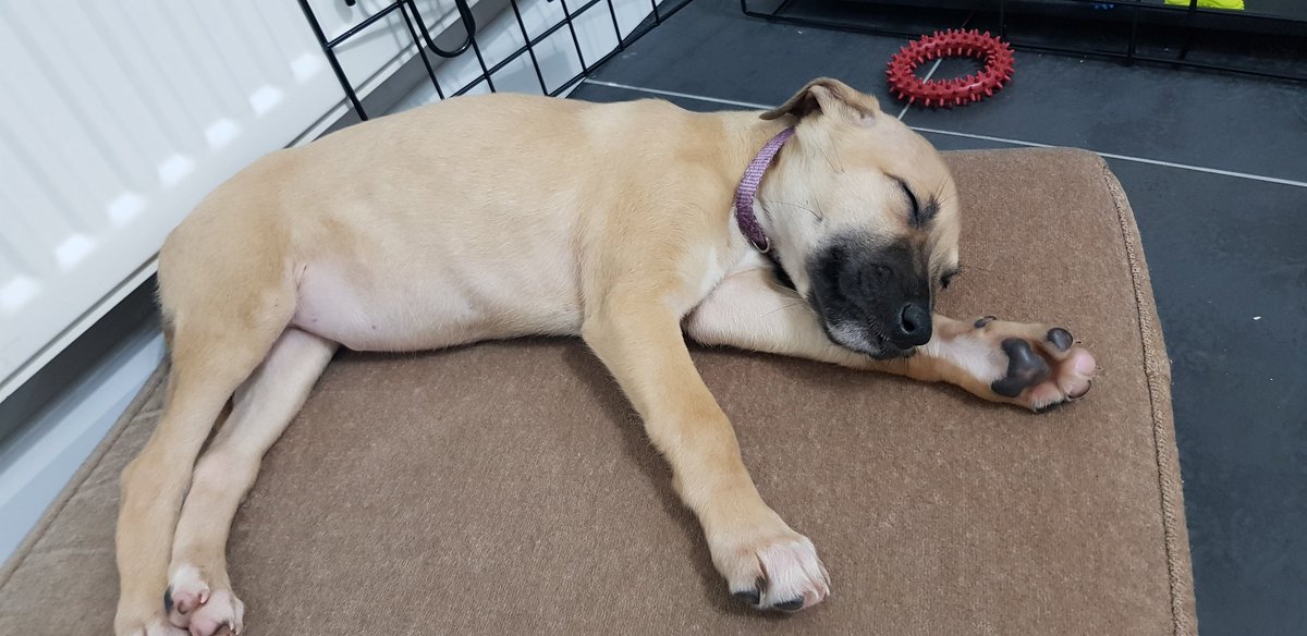 KaydTheRad's tweet image. This is my life now #furbaby