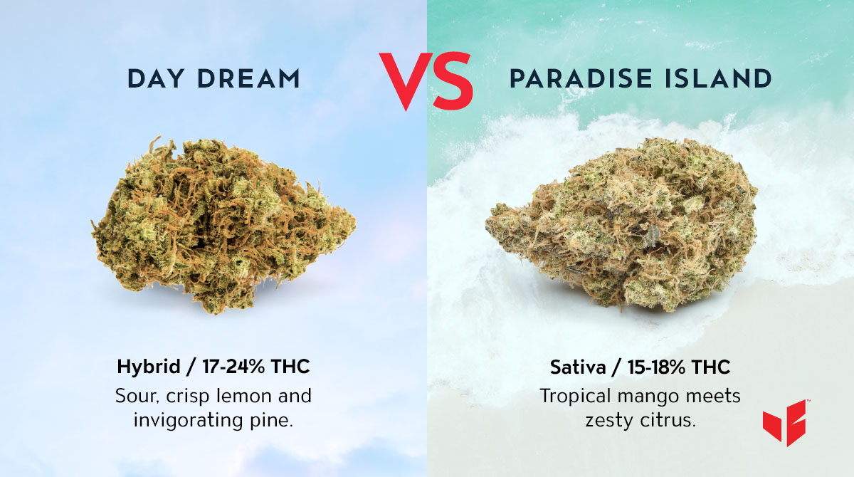 emblemcannabis's tweet image. #BattleoftheBuds is back! This time we have Day Dream and Paradise Island going head to head. Comment with your favourite to cast your vote! #EmblemExperience