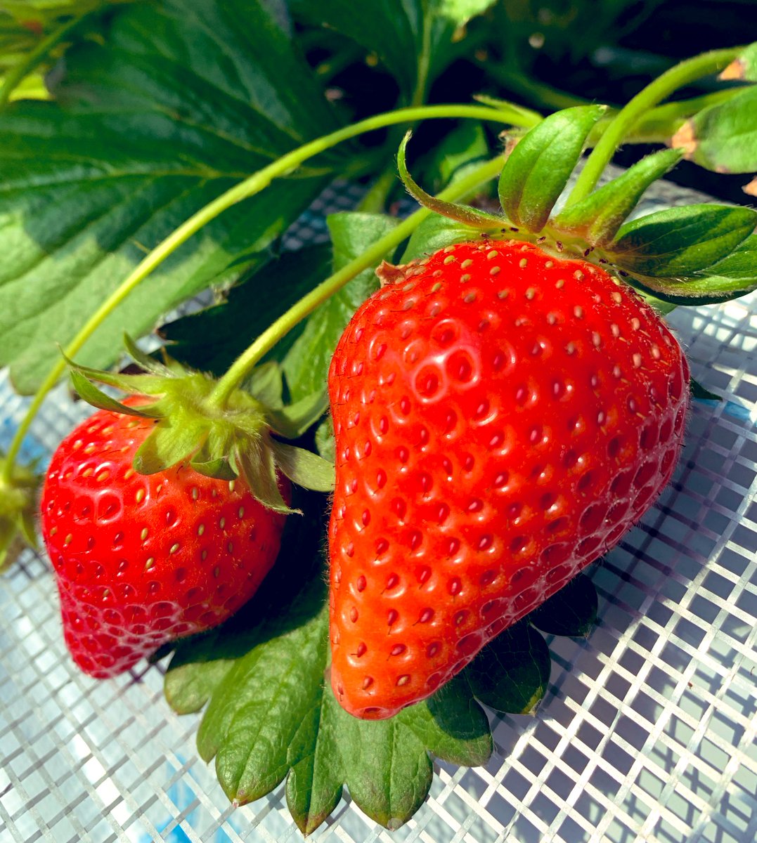 道の駅やちよ V Twitter いちご狩り 摘んだ物を後で食べる 密にならない人数制限など コロナ対策もしつつ実施しています かわいく美味しいいちご達がお待ちしてまーす 道の駅 道の駅やちよ いちご狩り 八千代市 道の駅やちよ V Twitter いちご狩り 摘んだ物を後で食べる 密にならない人数制限など コロナ対策もしつつ実施しています かわいく美味しいいちご達がお待ちしてまーす 道の駅 道の駅やちよ いちご狩り 八千代市
