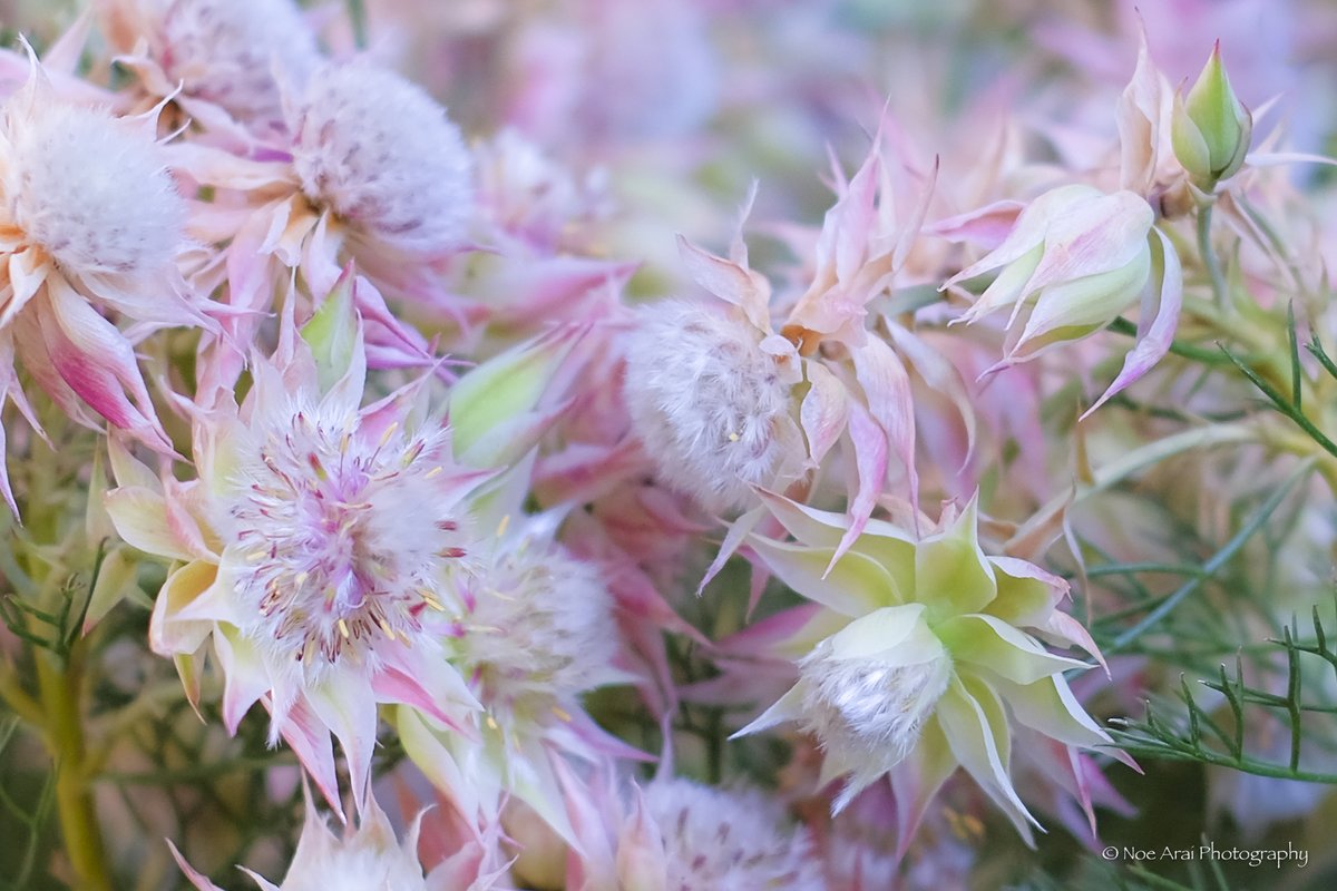ট ইট র Noe Arai Fujifilm 写真家カレンダー受付中 セルリア Serruria 花言葉 優れた知識 ほのかな思慕 冬から春にかけて咲きほんのりピンクになり ウェディングブーケにも愛用されます Fujifilm Tokyocameraclub Natgeo Photo Travelers